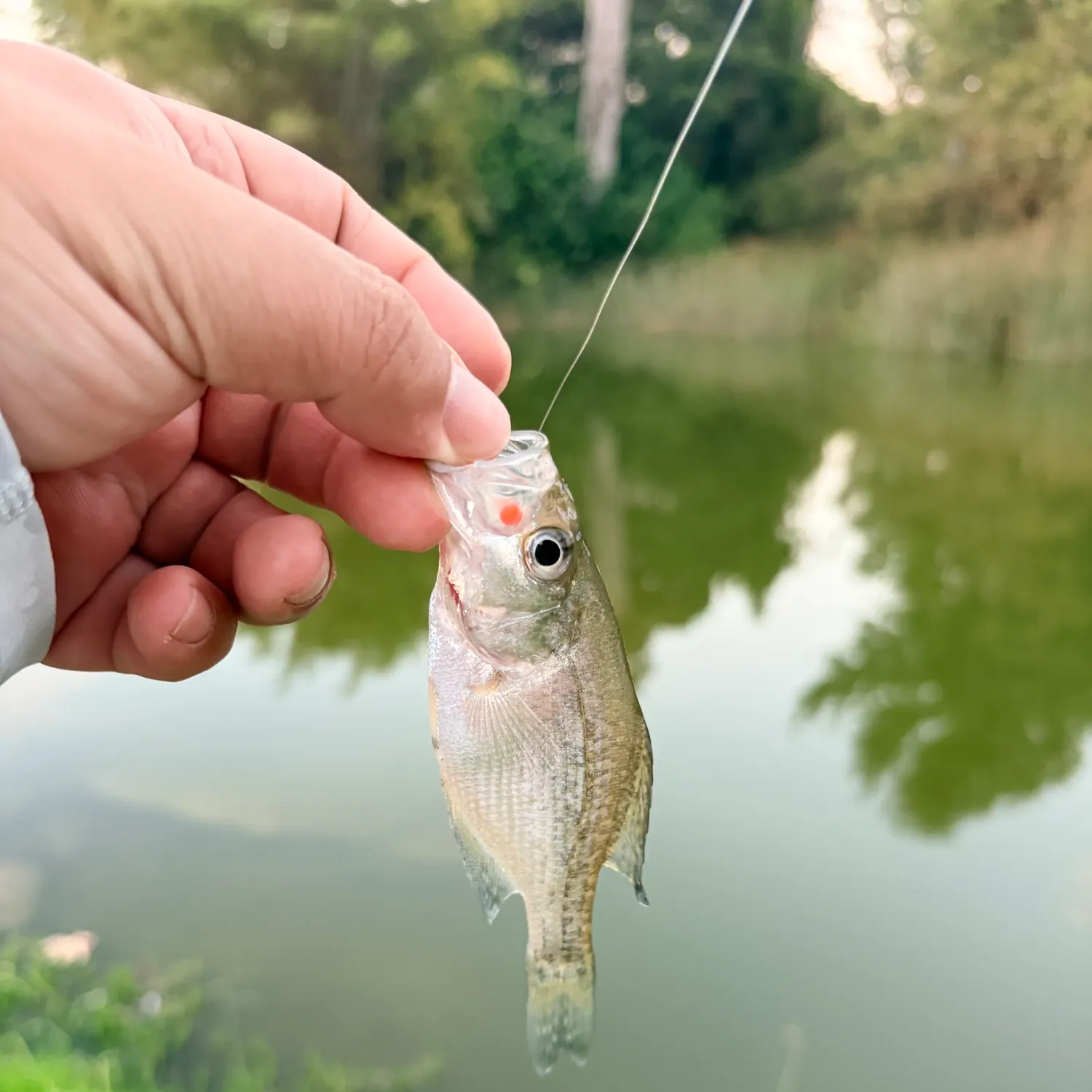 Black crappie caught on Fishbrain