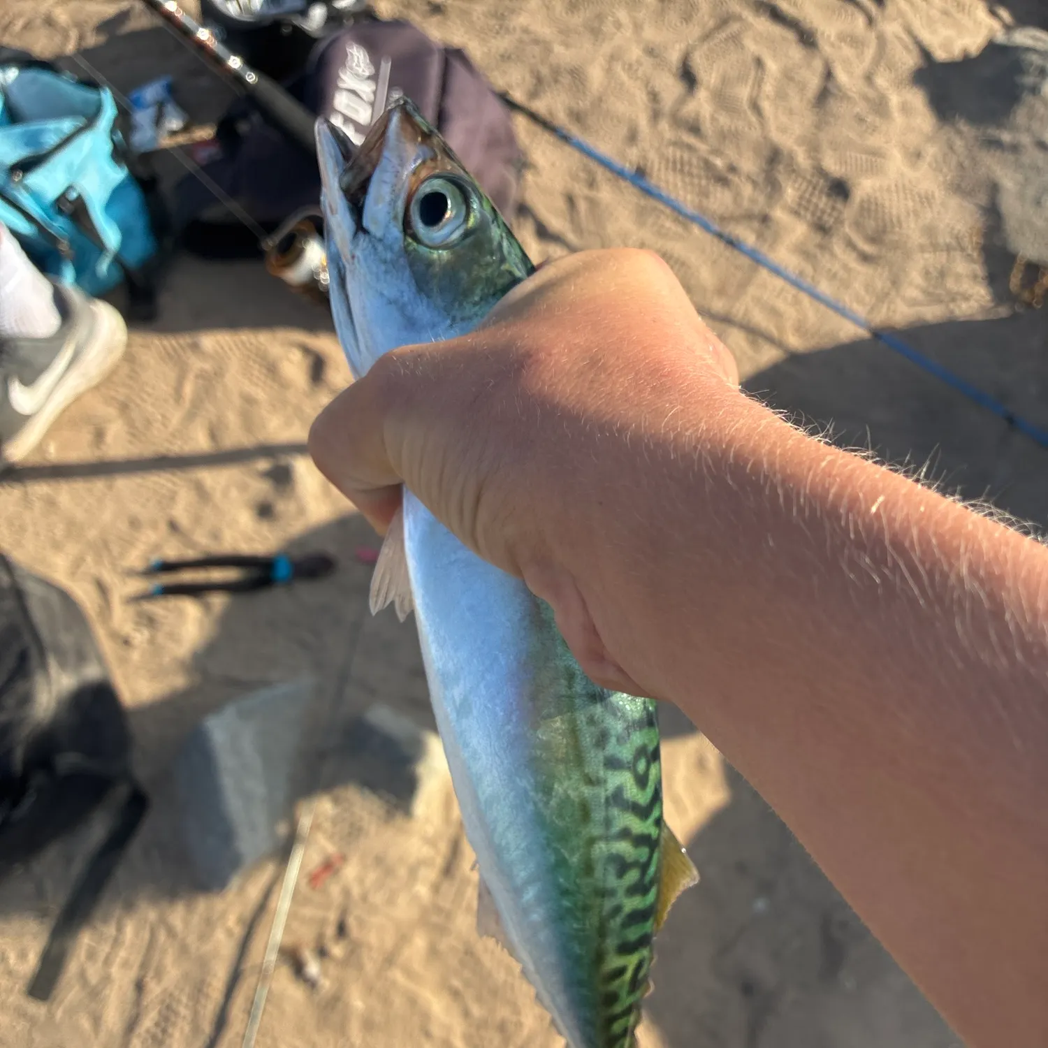 The most recent Bullet tuna catches on Fishbrain