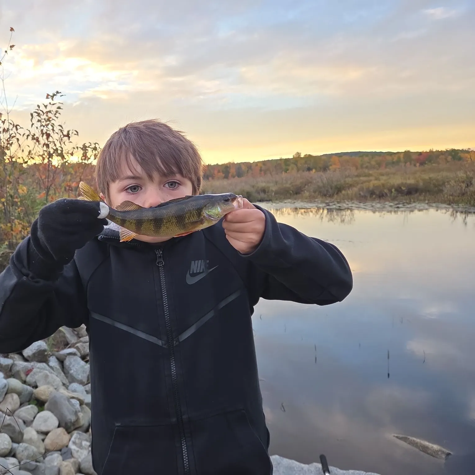 Yellow perch caught on Fishbrain