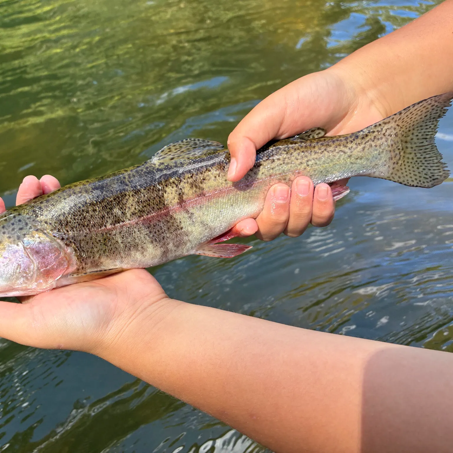Rainbow trout caught on Fishbrain