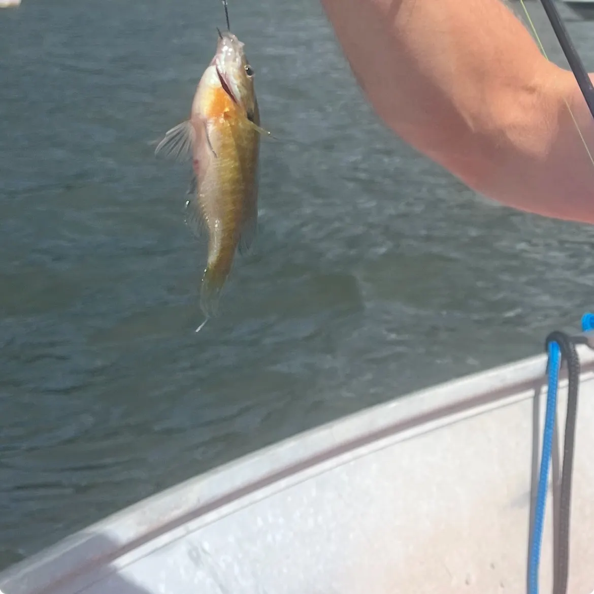 Fish caught on Fishbrain
