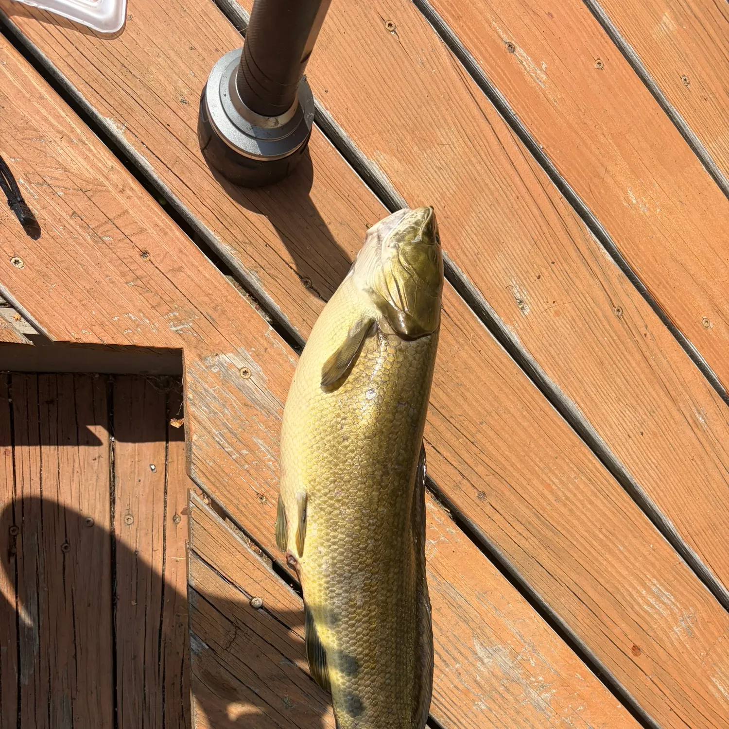 The most recent Striped snakehead catches on Fishbrain