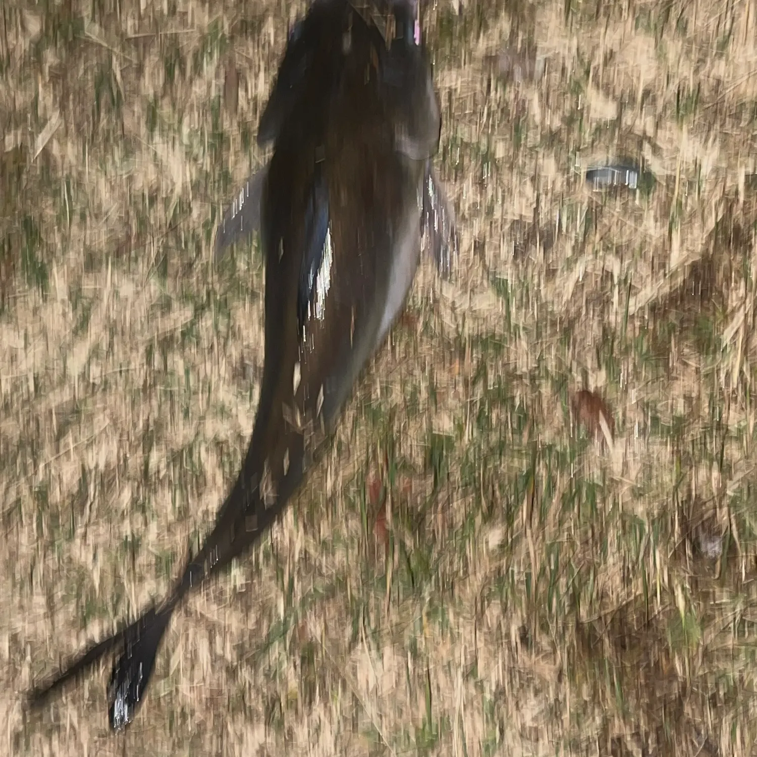 Blue salmon catfish caught on Fishbrain