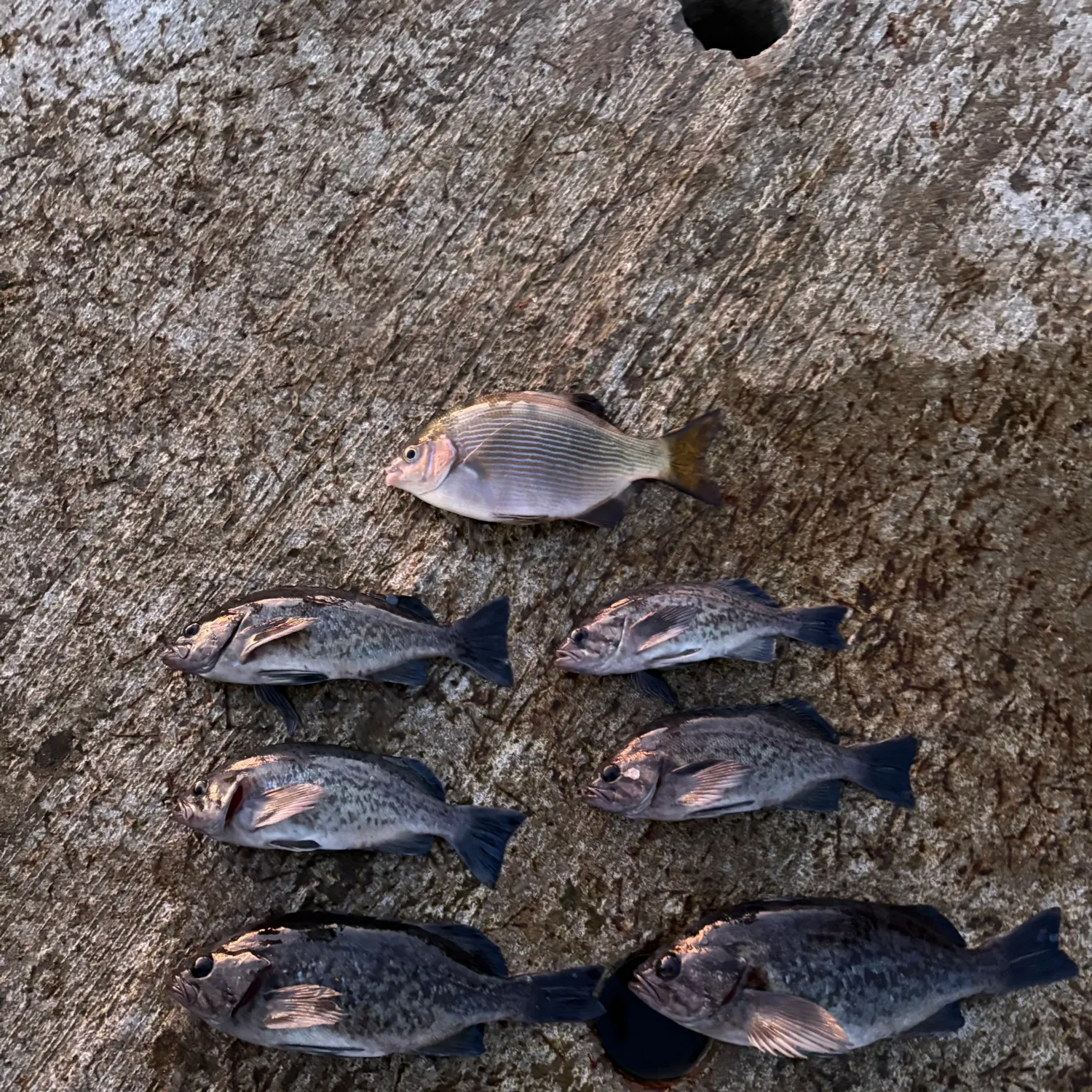 recently logged catches