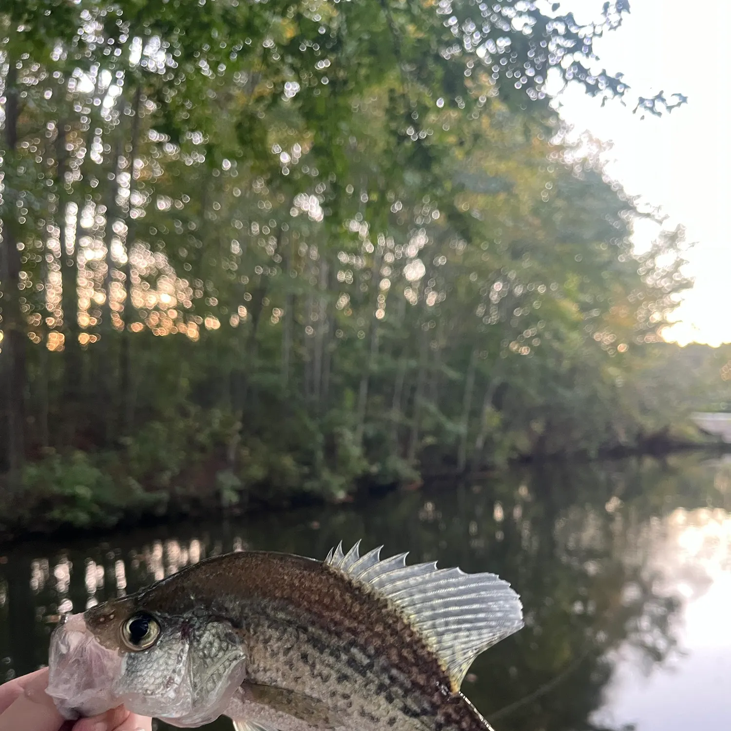 Black crappie caught on Fishbrain