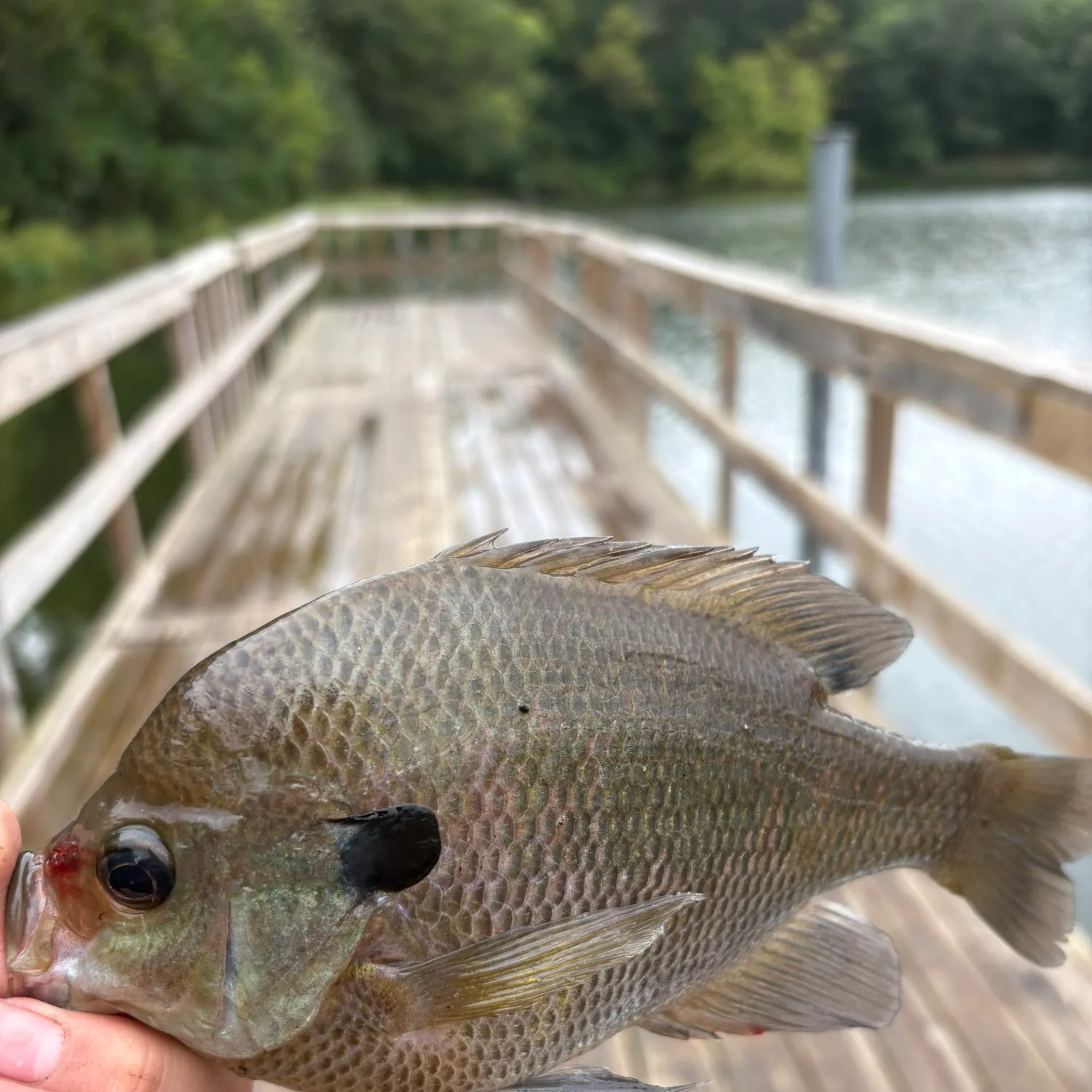 Bluegill caught on Fishbrain