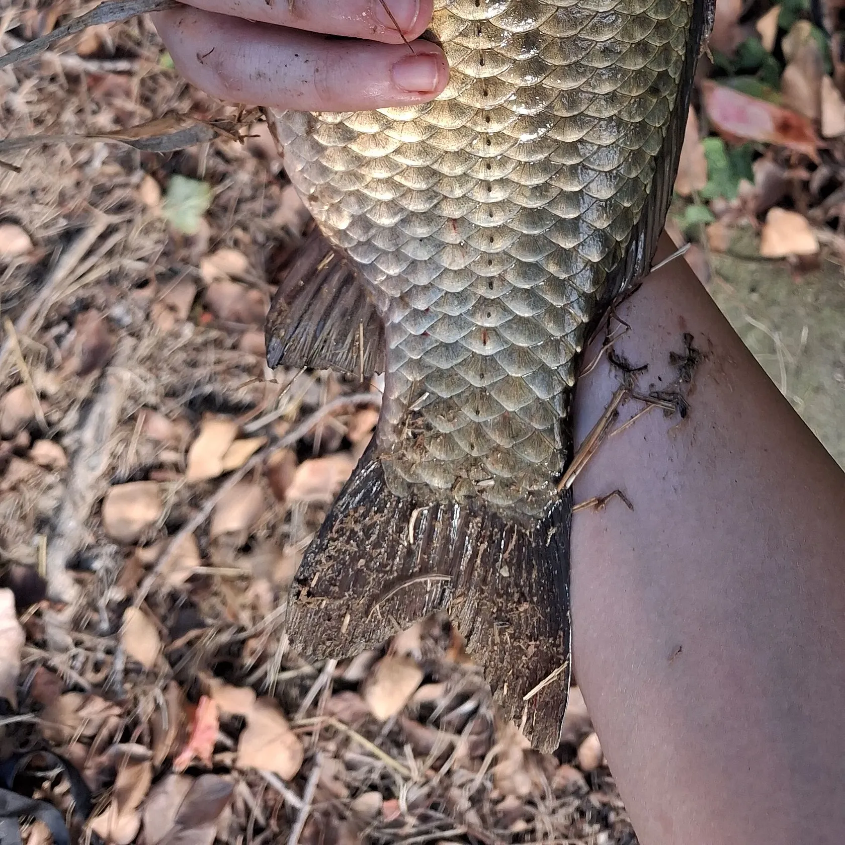 Fish caught on Fishbrain