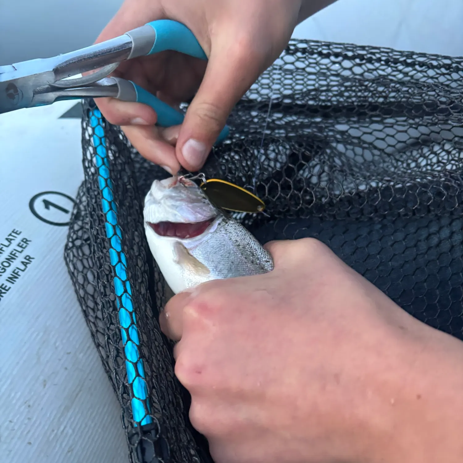 Rainbow trout caught on Fishbrain
