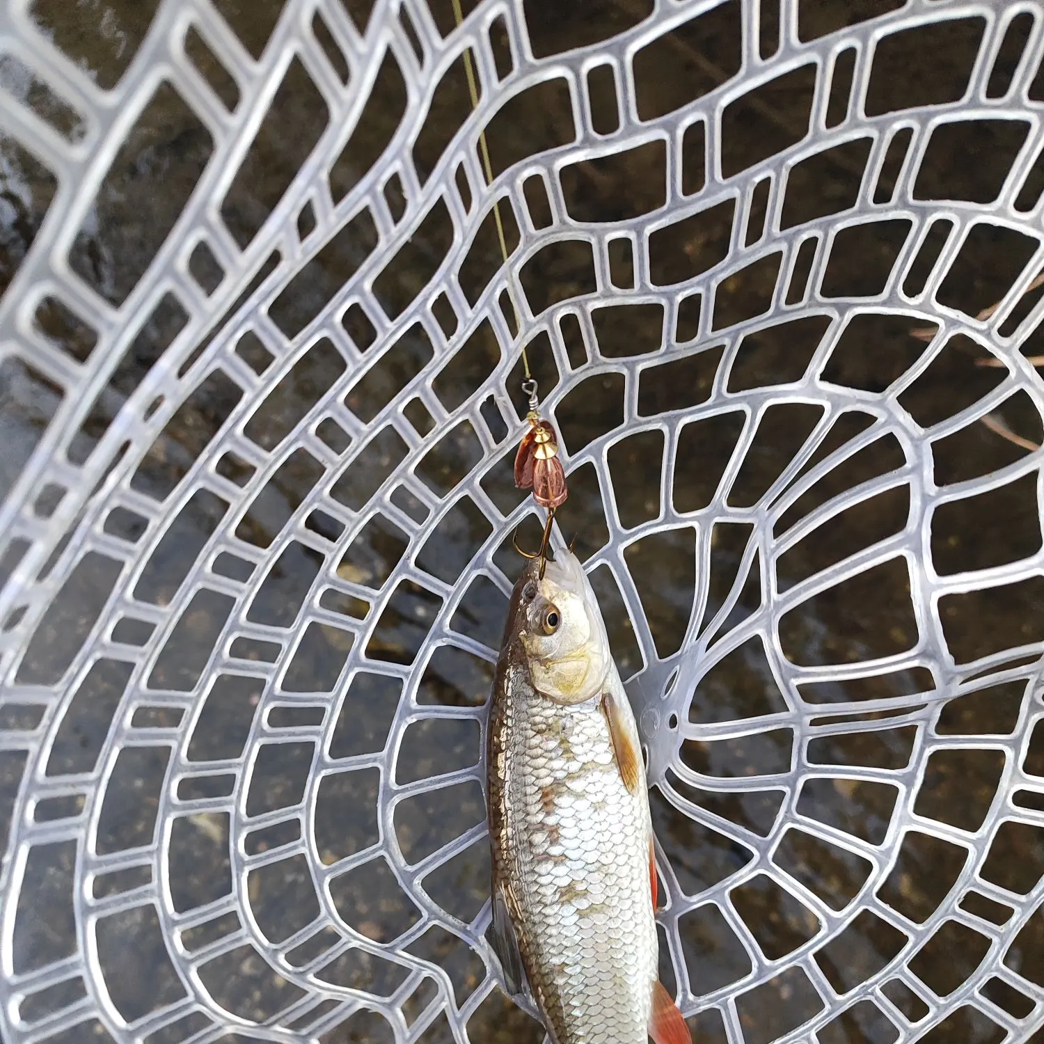 The most recent European chub catches on Fishbrain