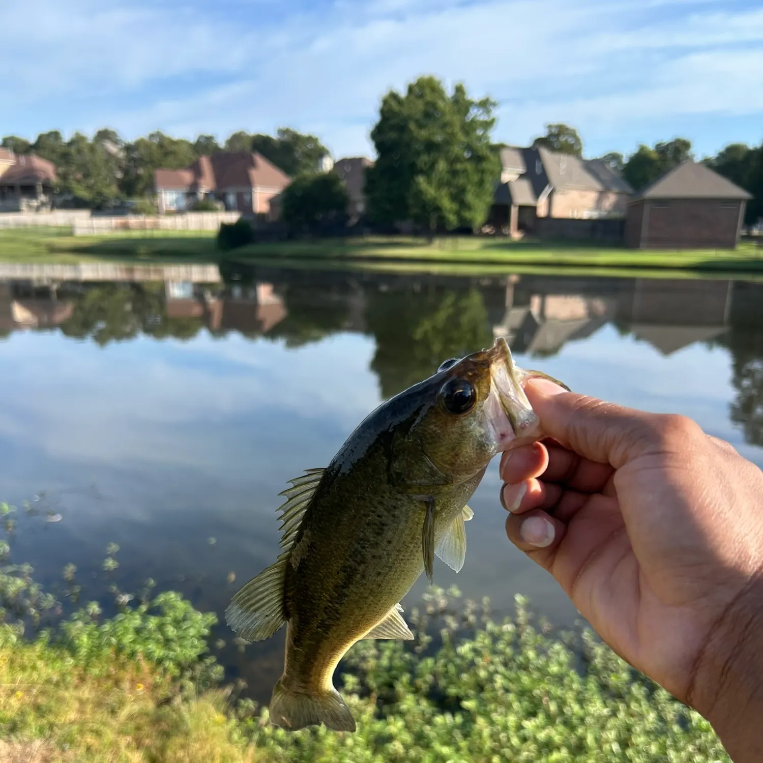 Fish caught on Fishbrain