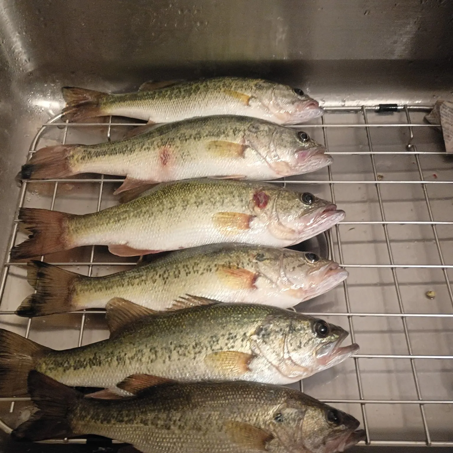 The most recent Spotted bass catches on Fishbrain