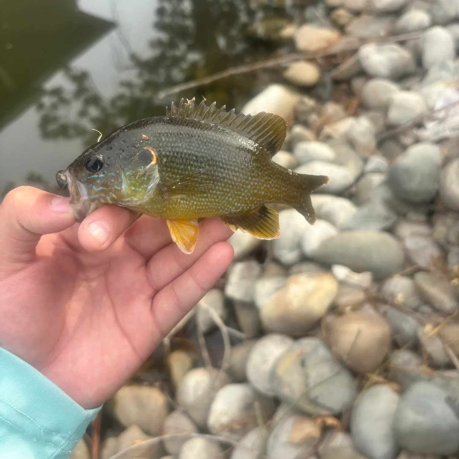 Green sunfish caught on Fishbrain