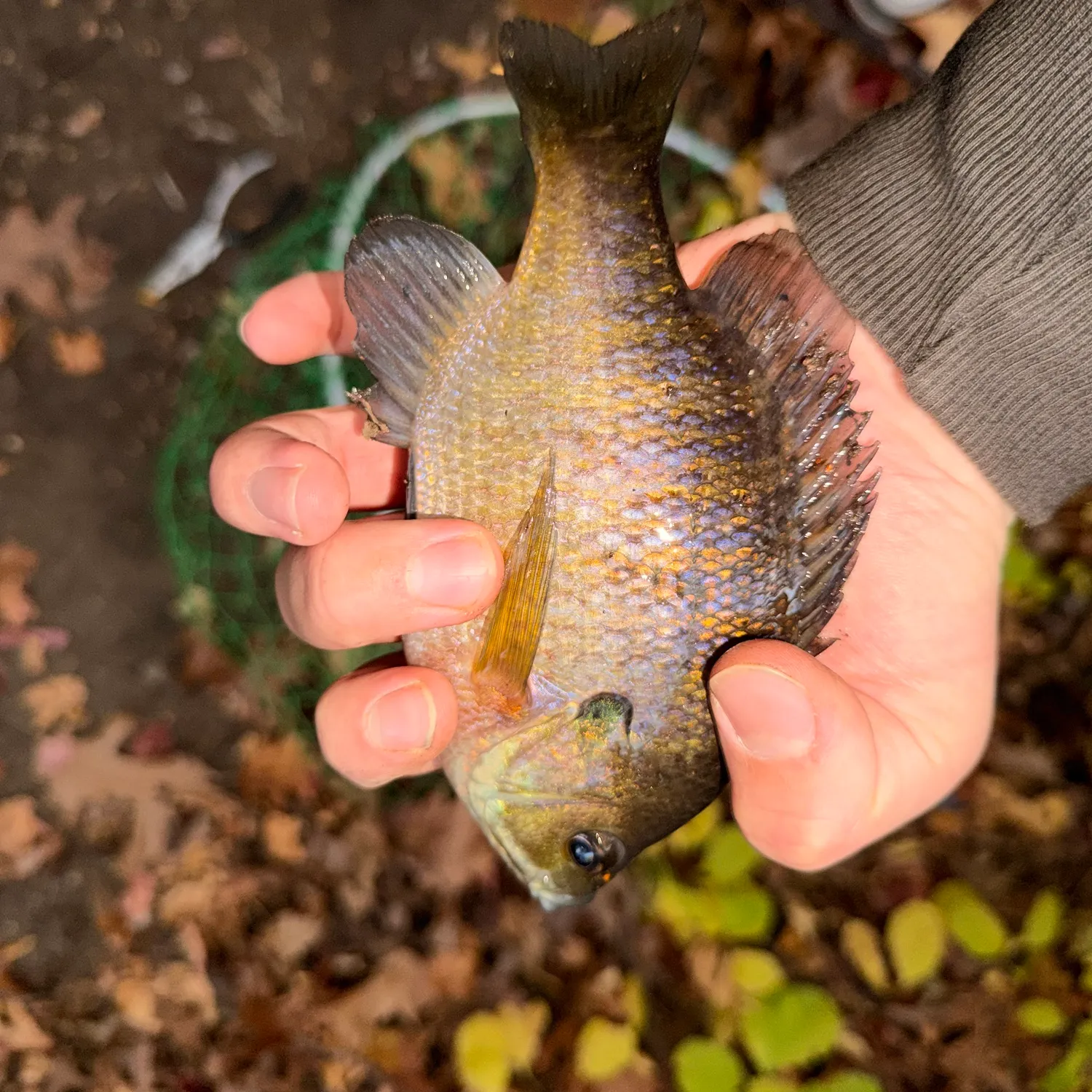Bluegill caught on Fishbrain