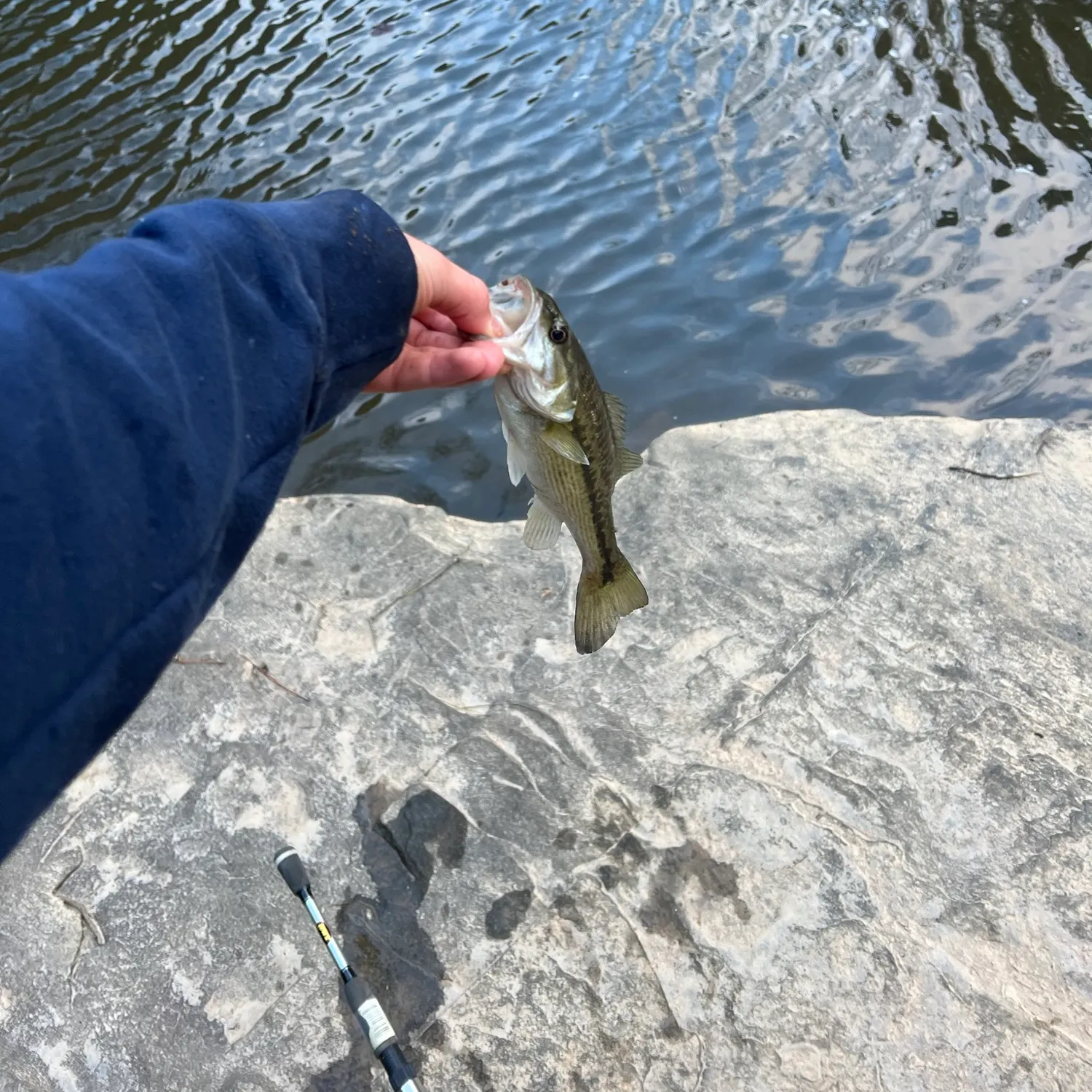 Spotted bass caught on Fishbrain