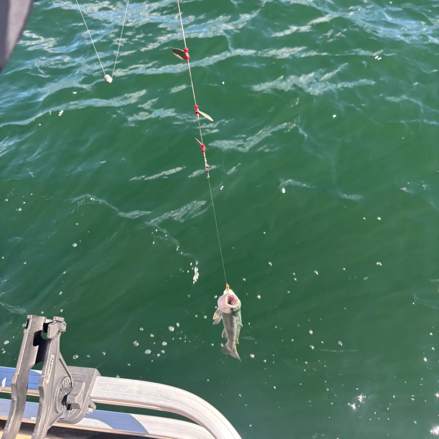 Rainbow trout caught on Fishbrain