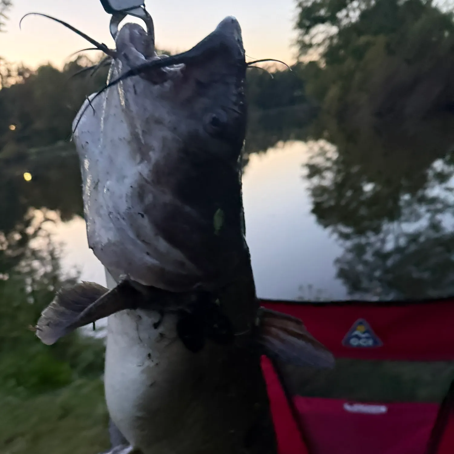 Fish caught on Fishbrain