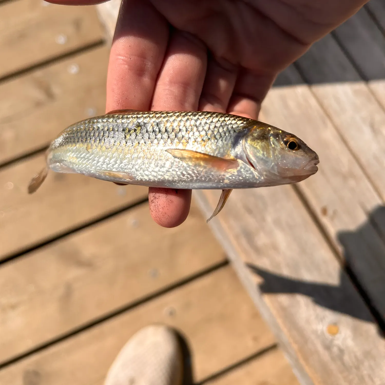 Creek chub caught on Fishbrain