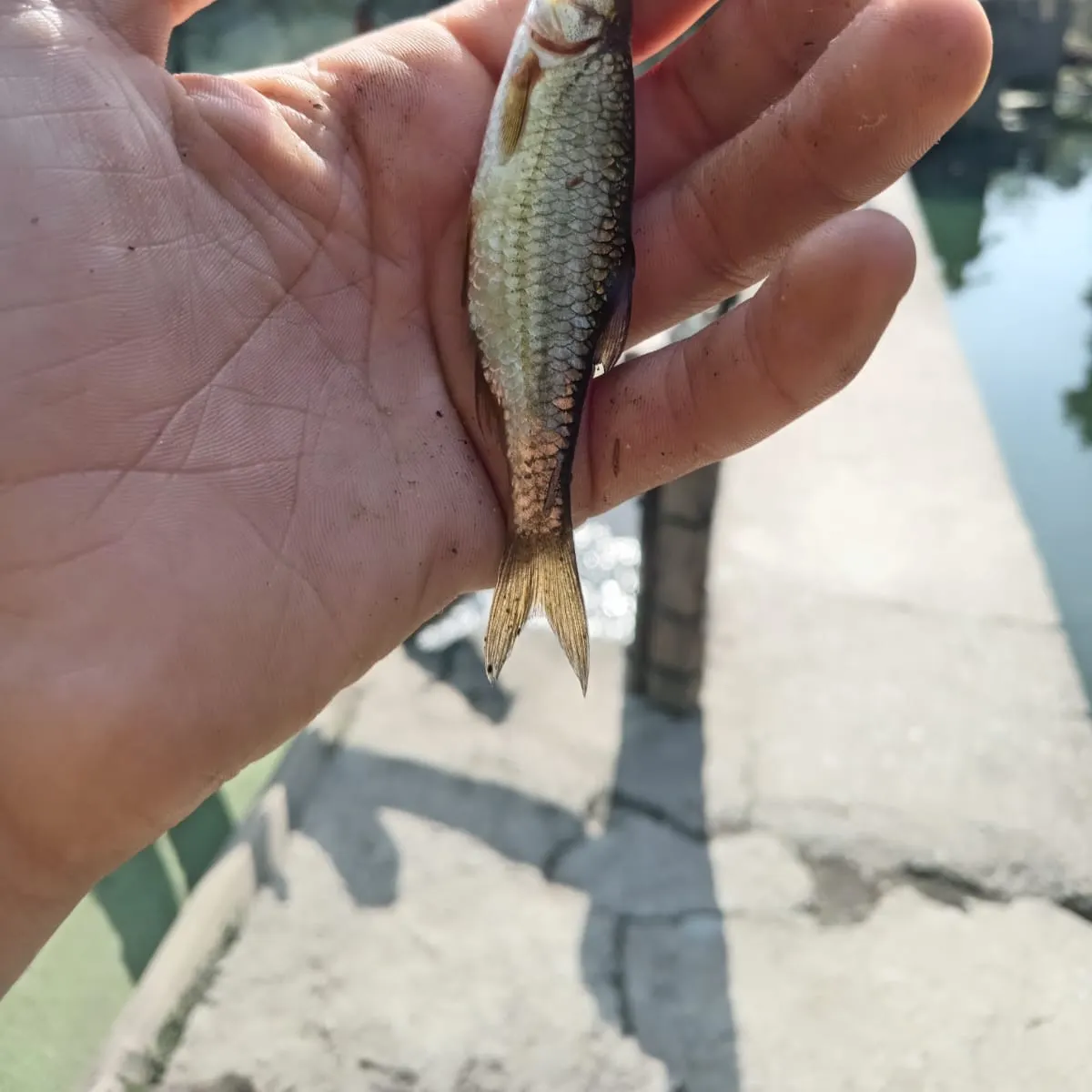 The most recent Common bleak catches on Fishbrain