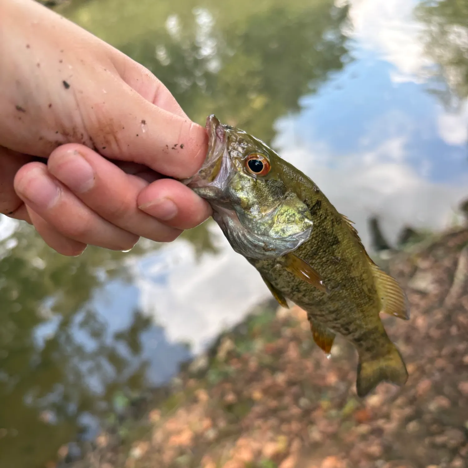 Smallmouth bass caught on Fishbrain