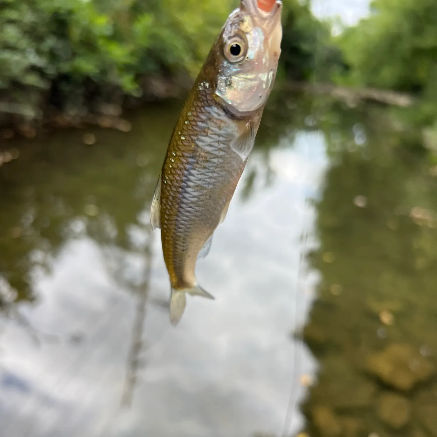 Common shiner caught on Fishbrain