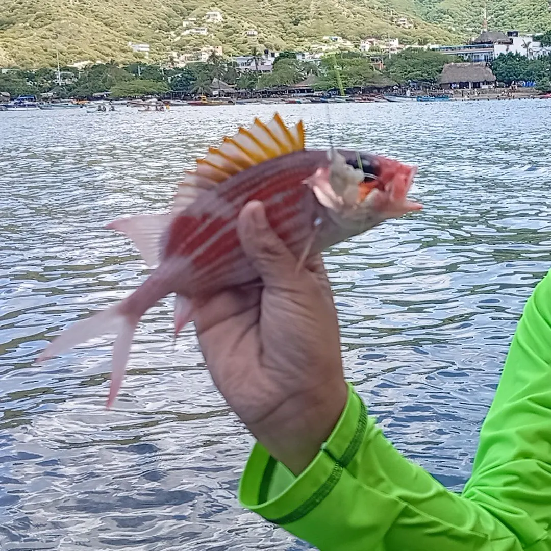 The most recent Common seabream catches on Fishbrain