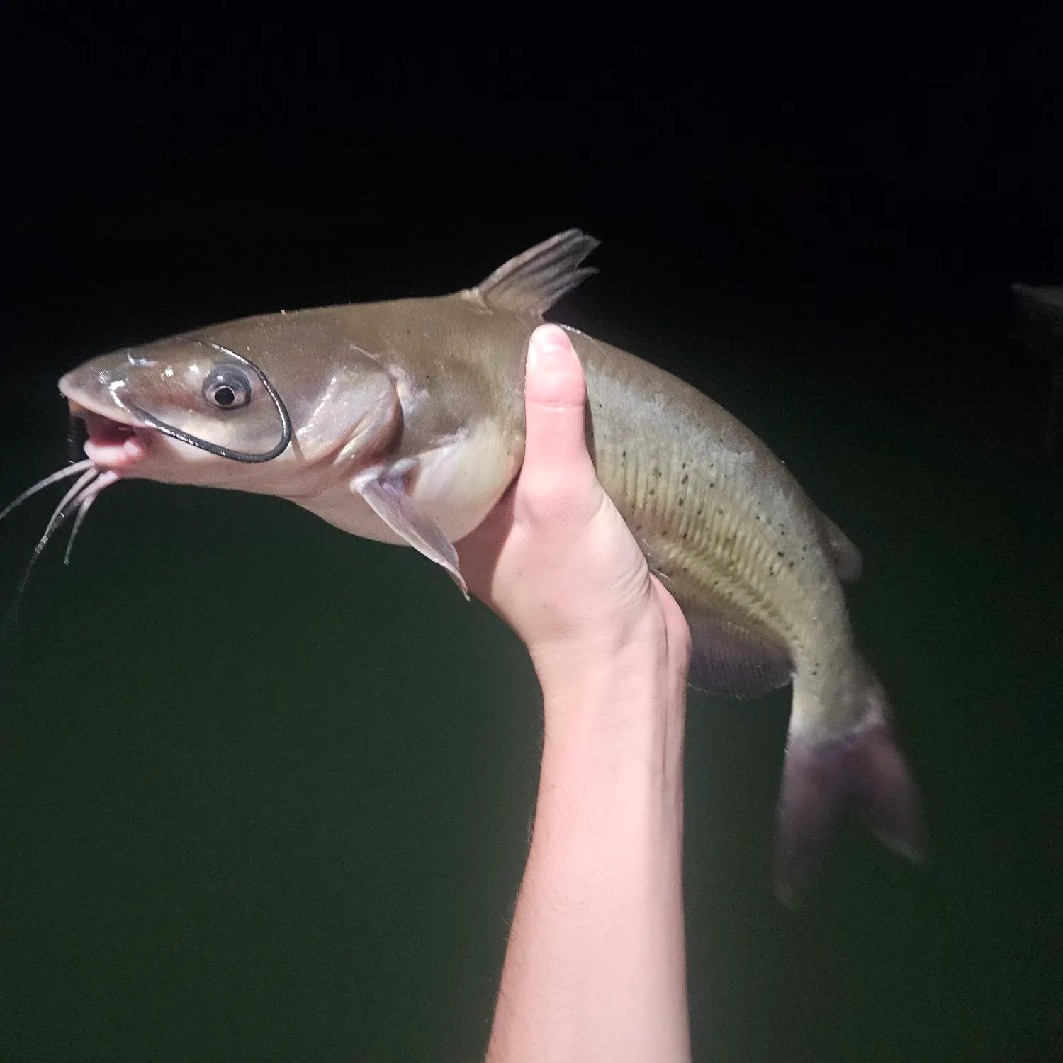 Channel catfish caught on Fishbrain