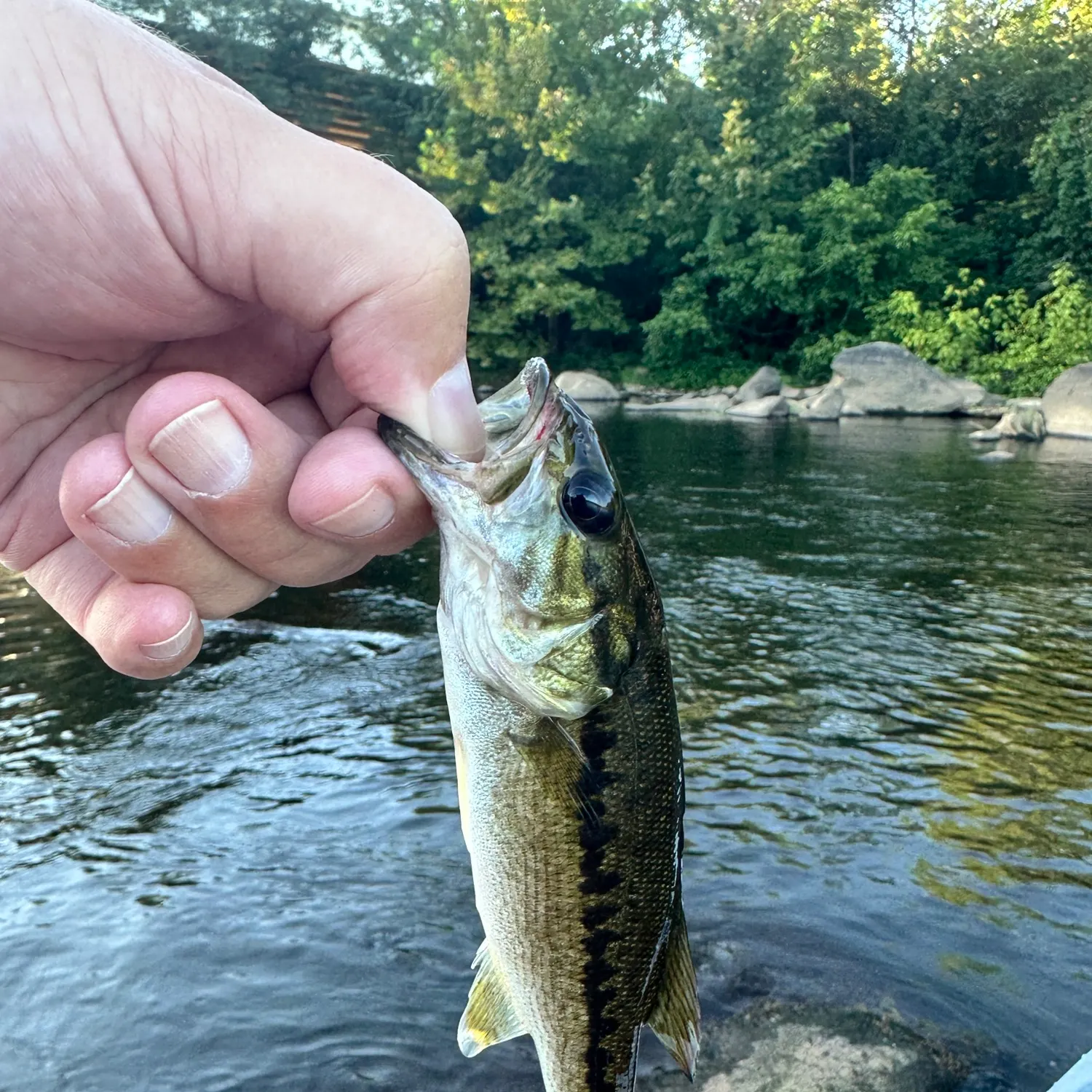 Spotted bass caught on Fishbrain
