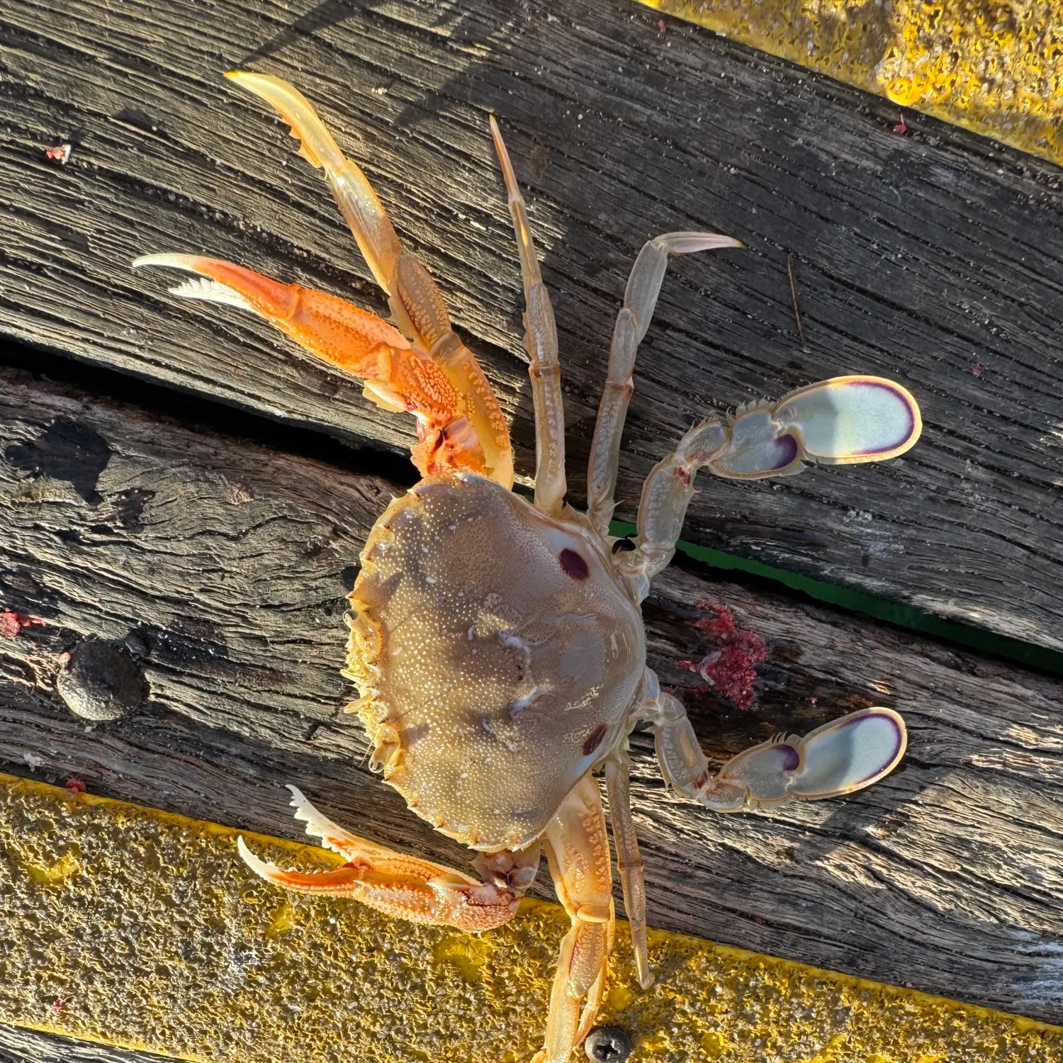 The most recent Threespot swimming crab catches on Fishbrain