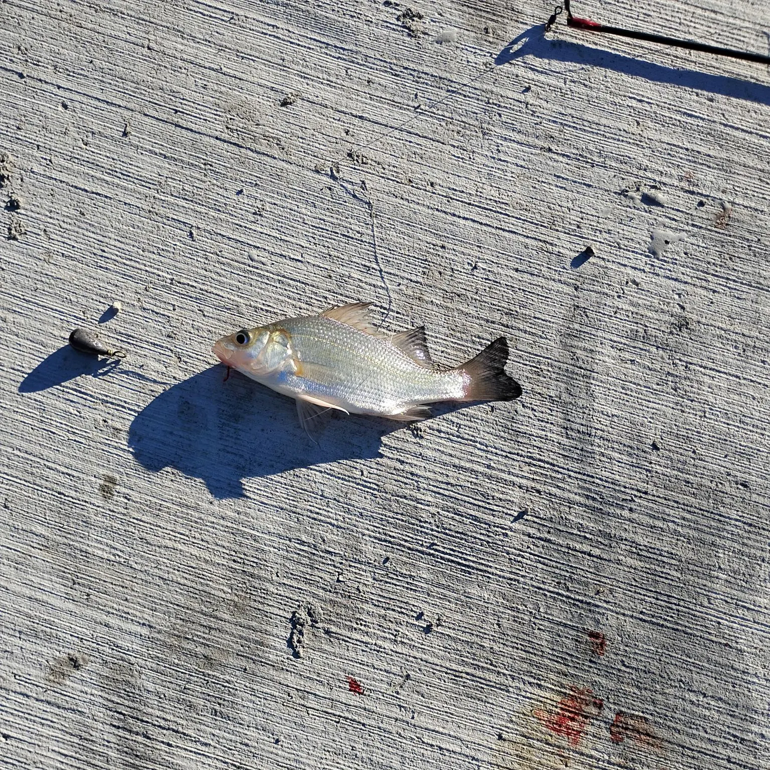 White perch caught on Fishbrain
