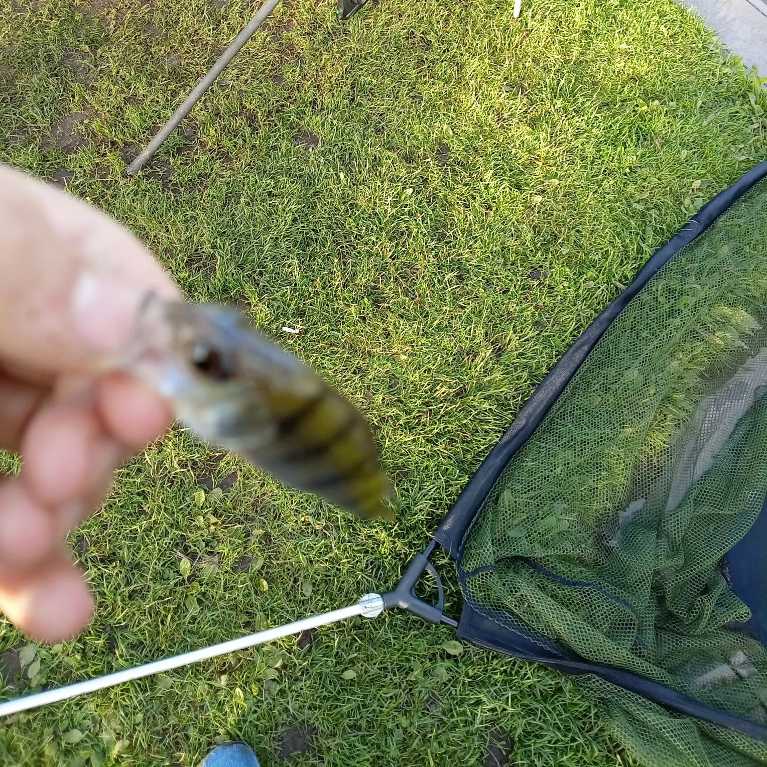 European perch caught on Fishbrain