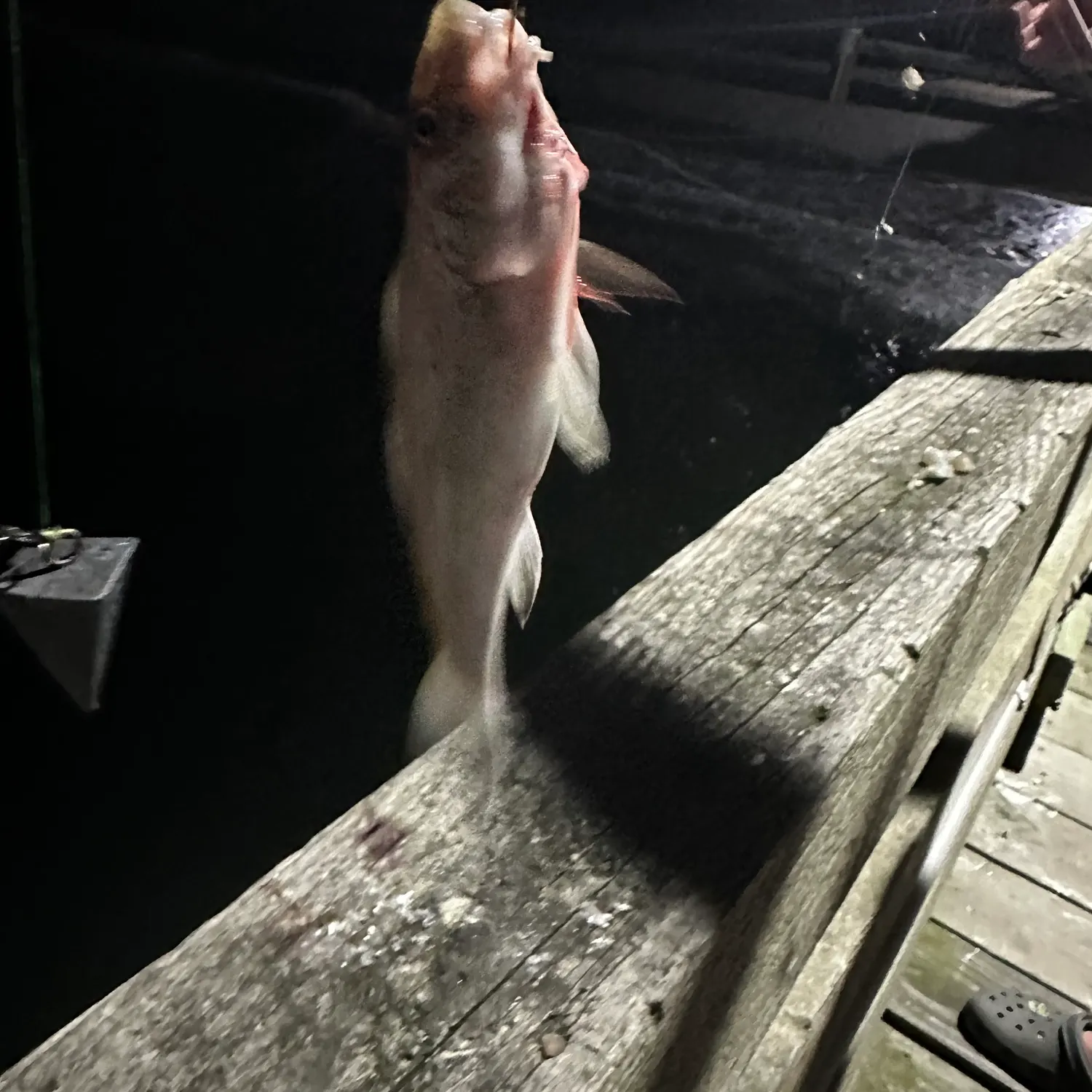 Southern kingcroaker caught on Fishbrain