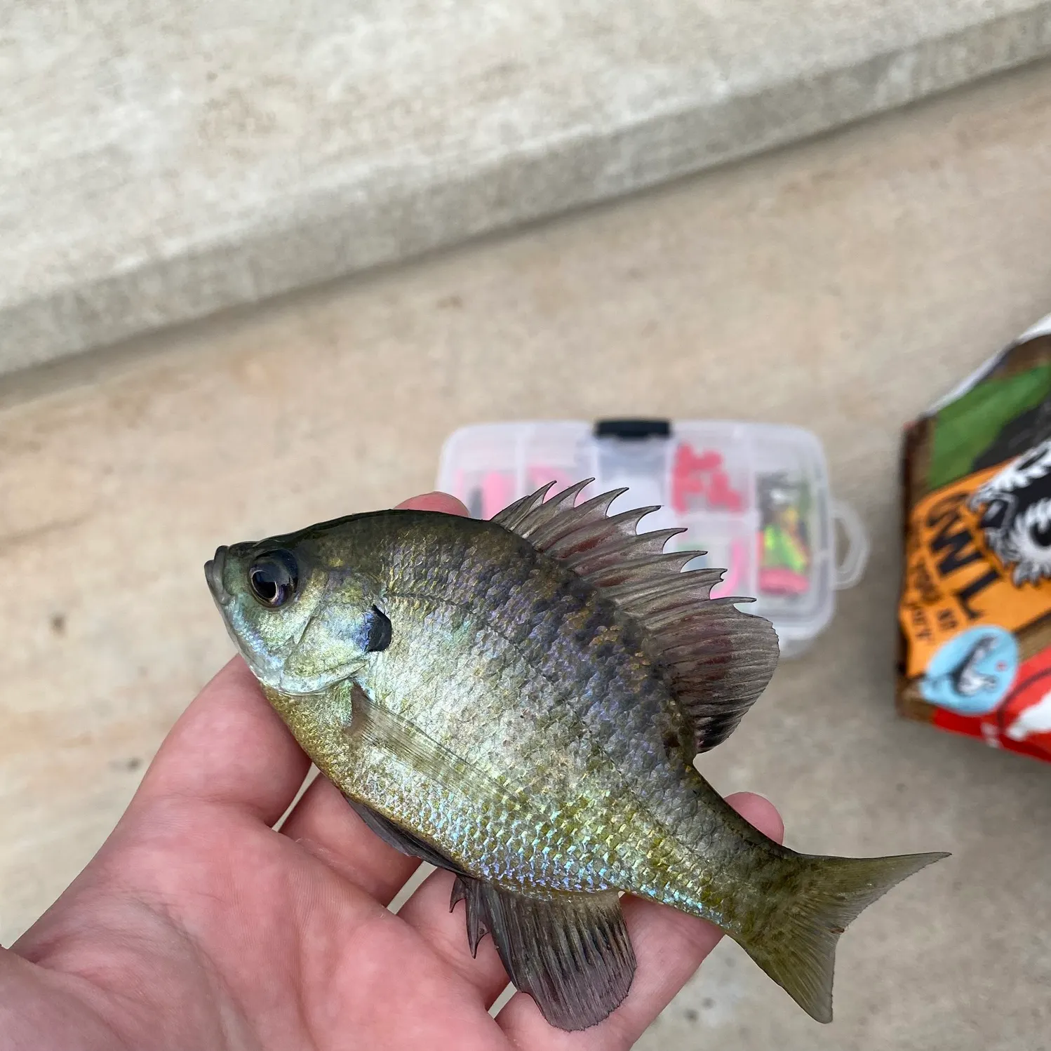 Bluegill caught on Fishbrain