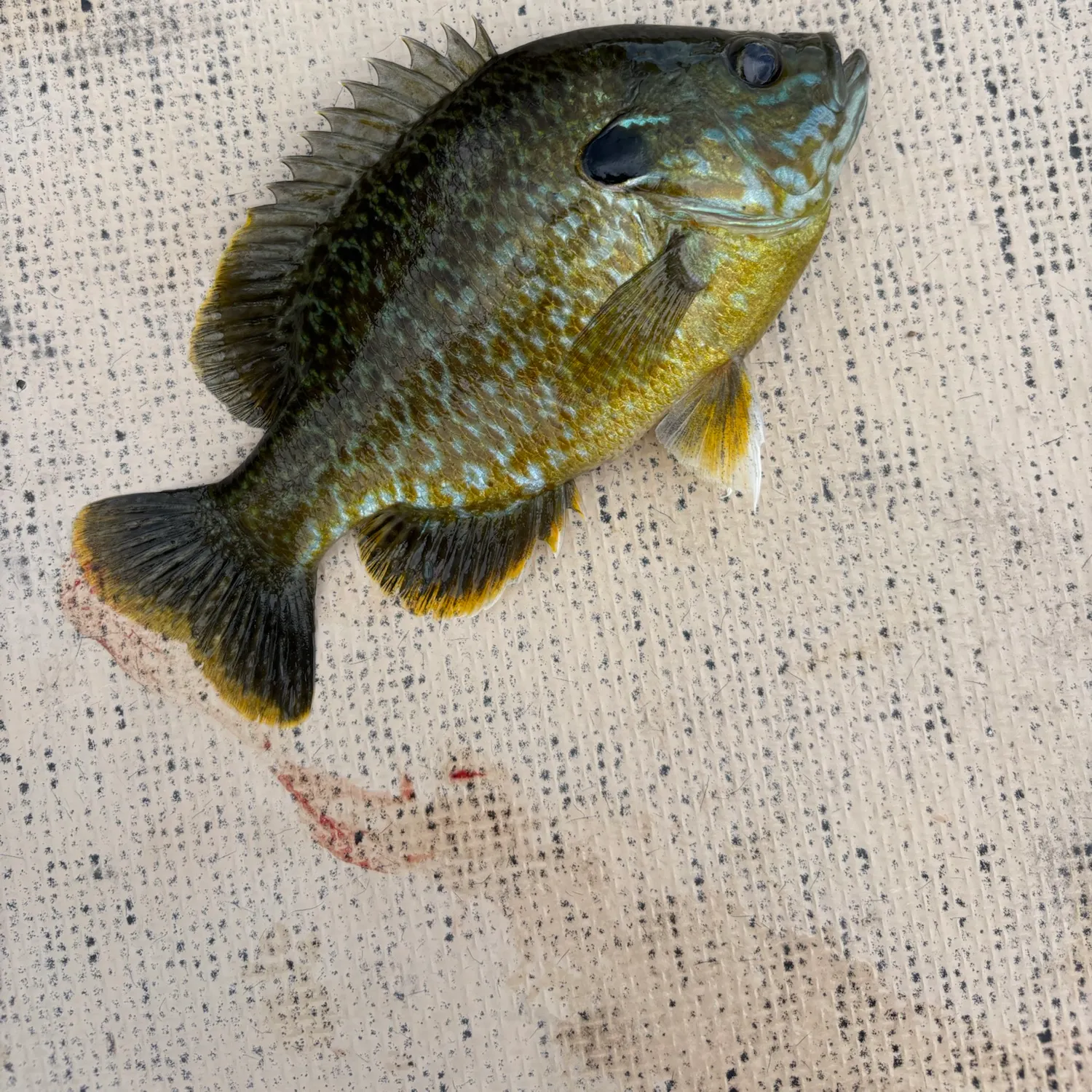 Greengill hybrid caught on Fishbrain