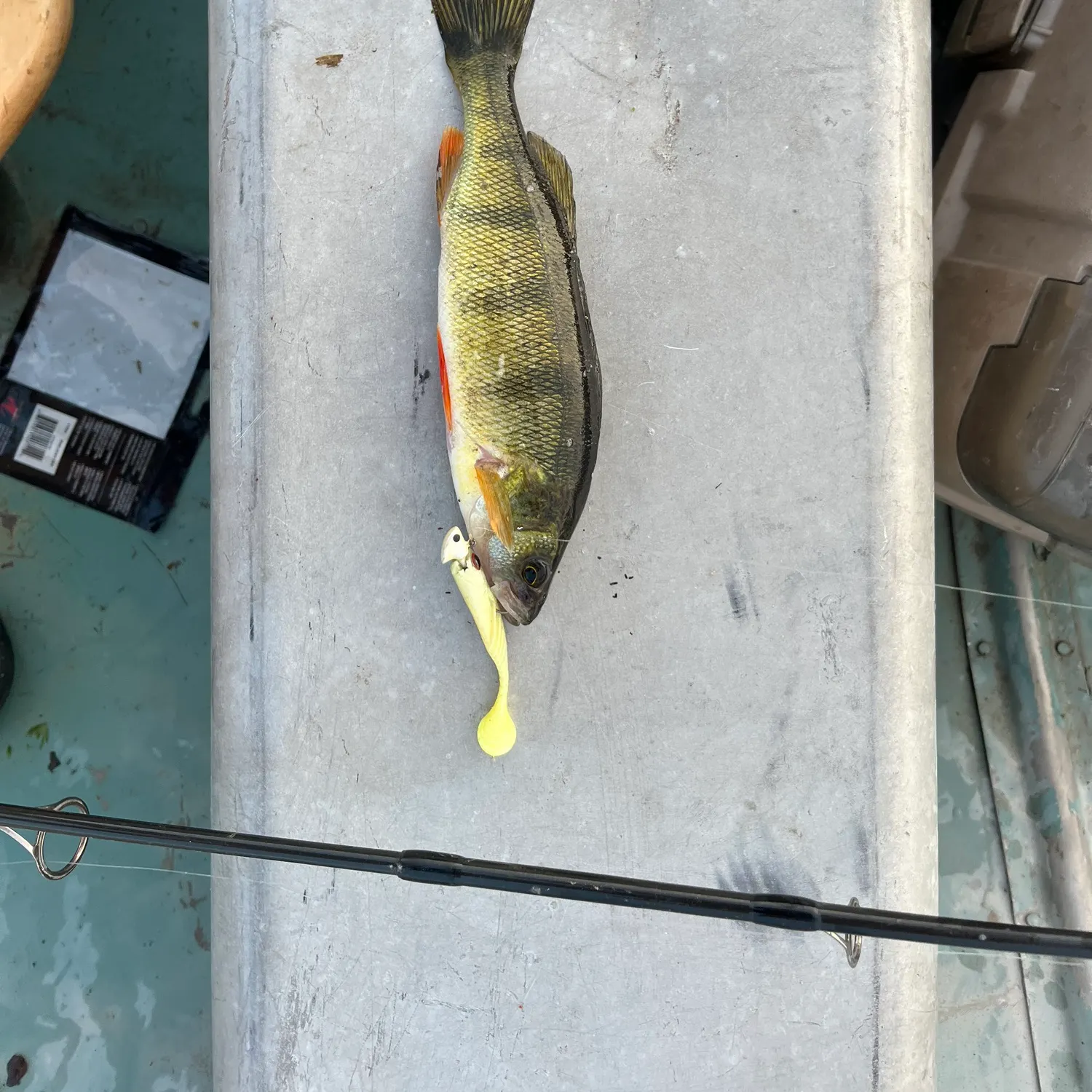 Yellow perch caught on Fishbrain