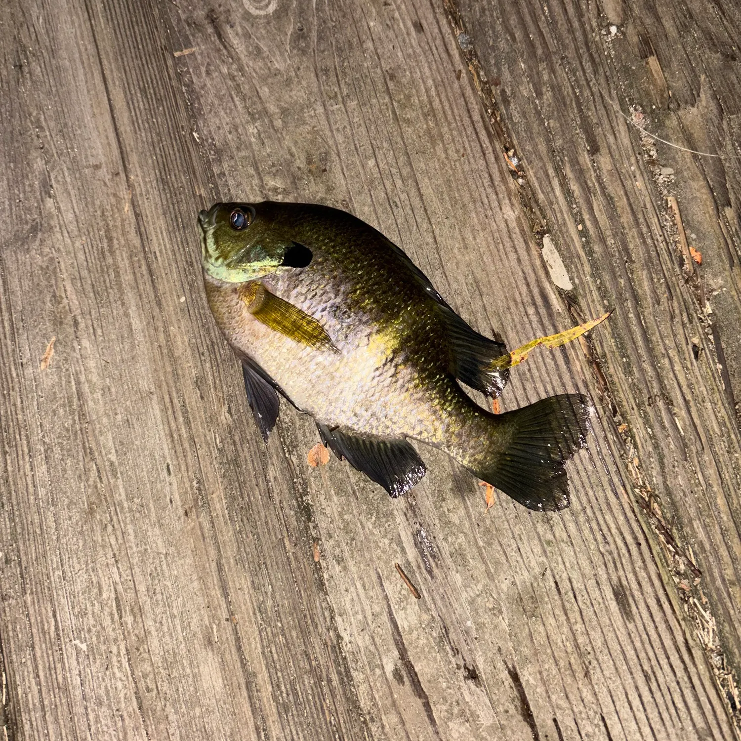 Bluegill caught on Fishbrain