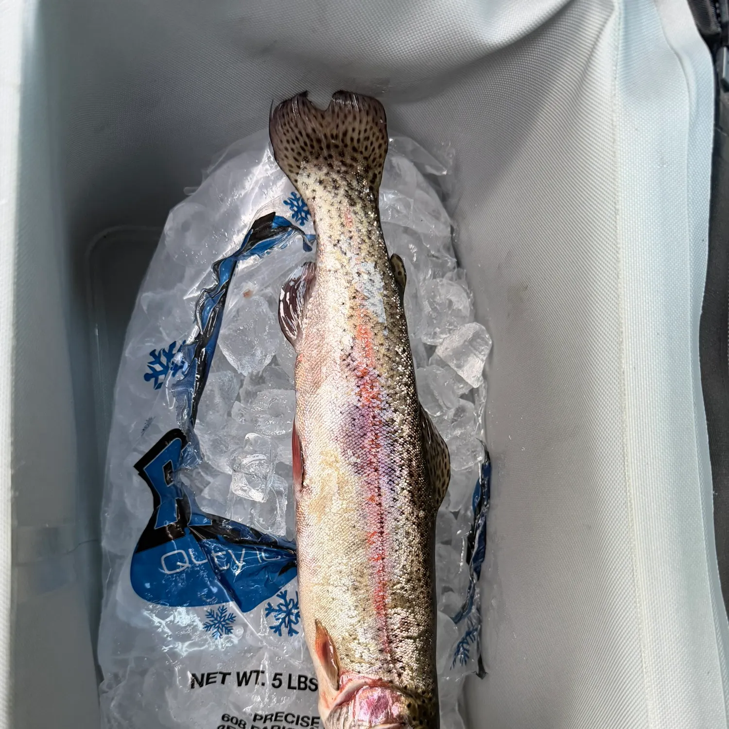 Rainbow trout caught on Fishbrain