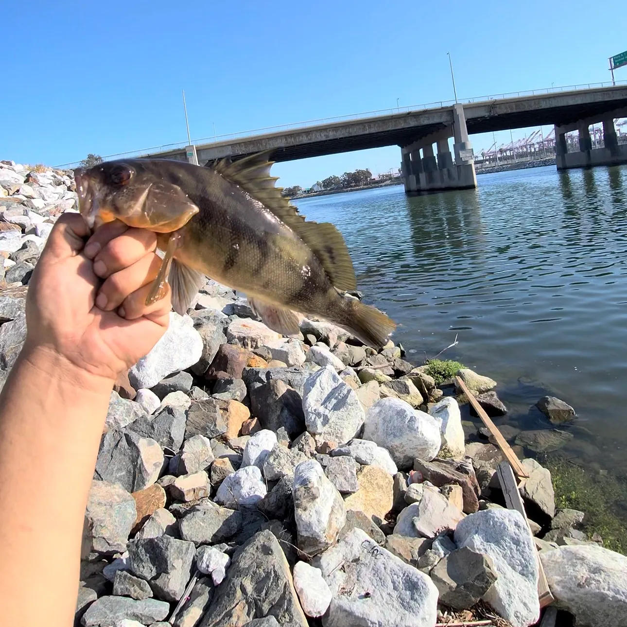 The most recent Barred sand bass catches on Fishbrain