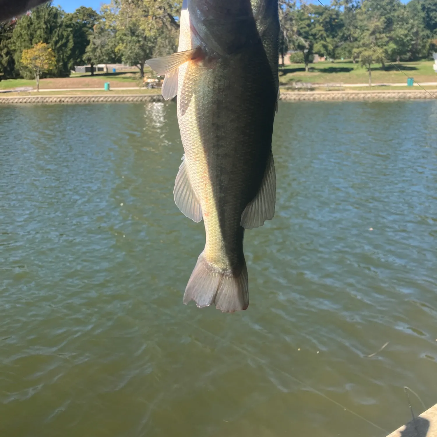 Largemouth bass caught on Fishbrain
