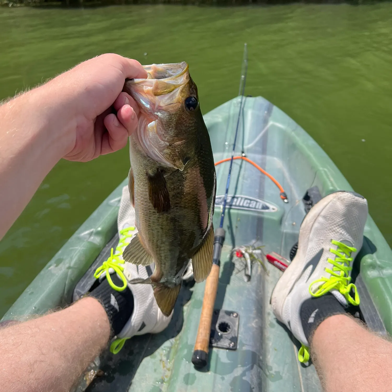 Largemouth bass caught on Fishbrain