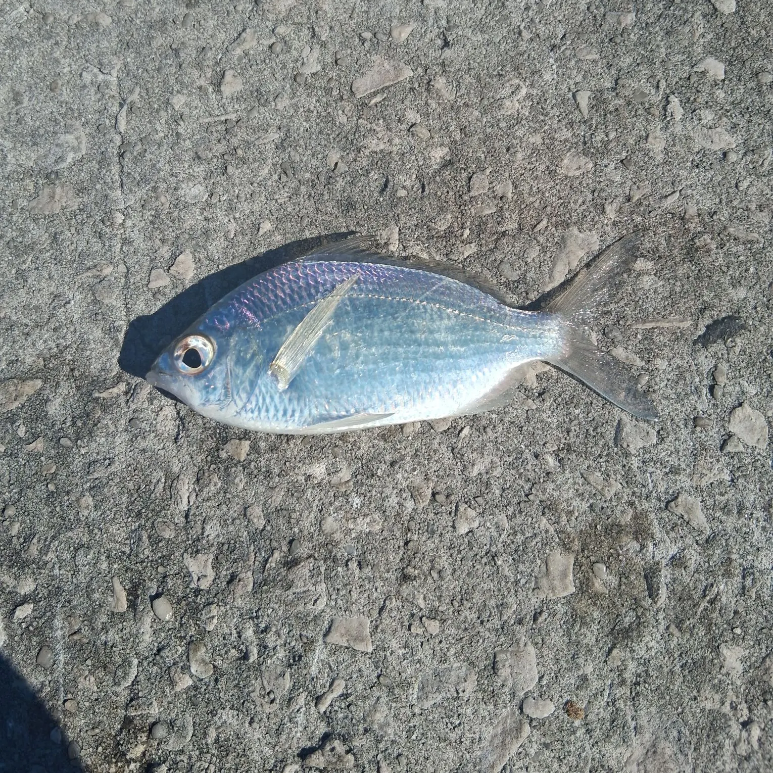 The most recent Tidewater mojarra catches on Fishbrain