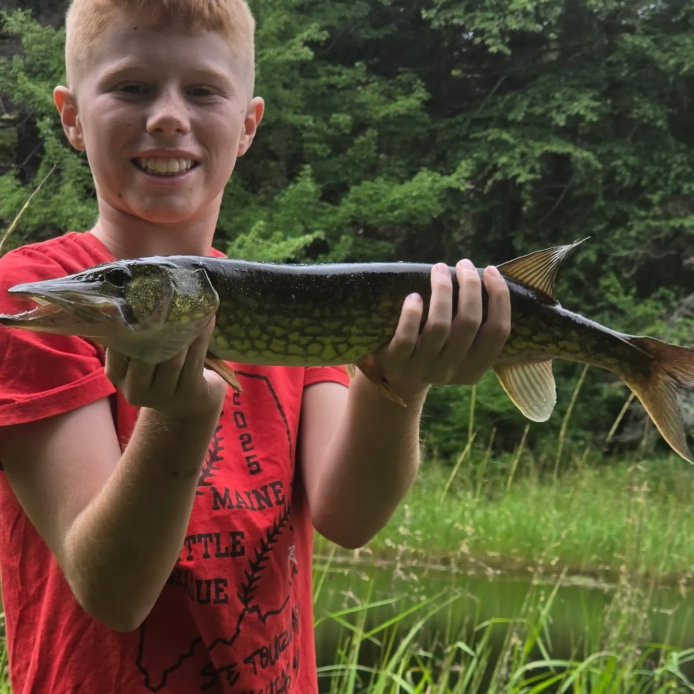 Chain pickerel caught on Fishbrain