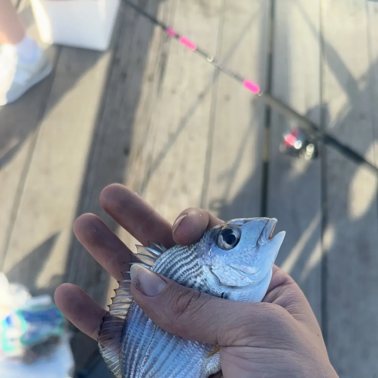 The most recent Surf bream catches on Fishbrain