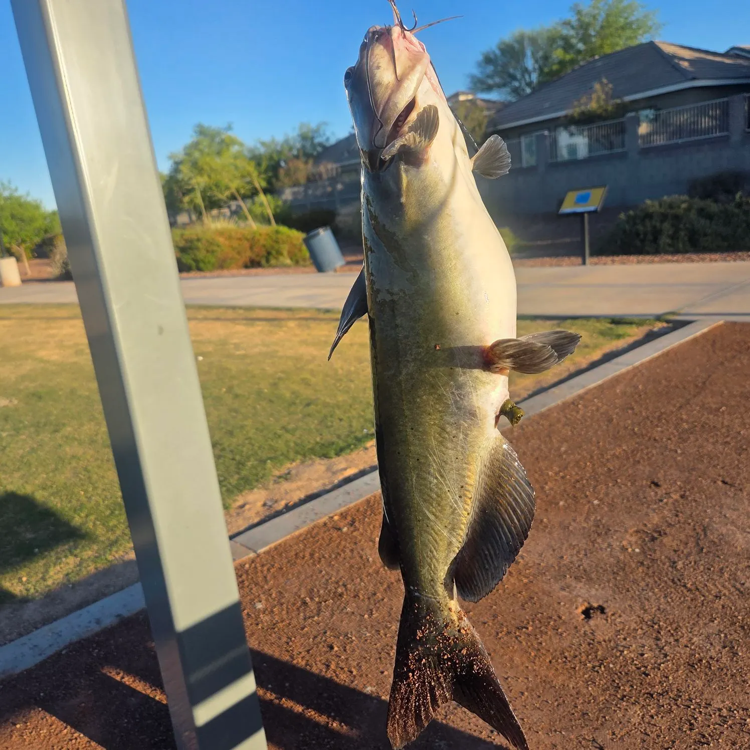 catch