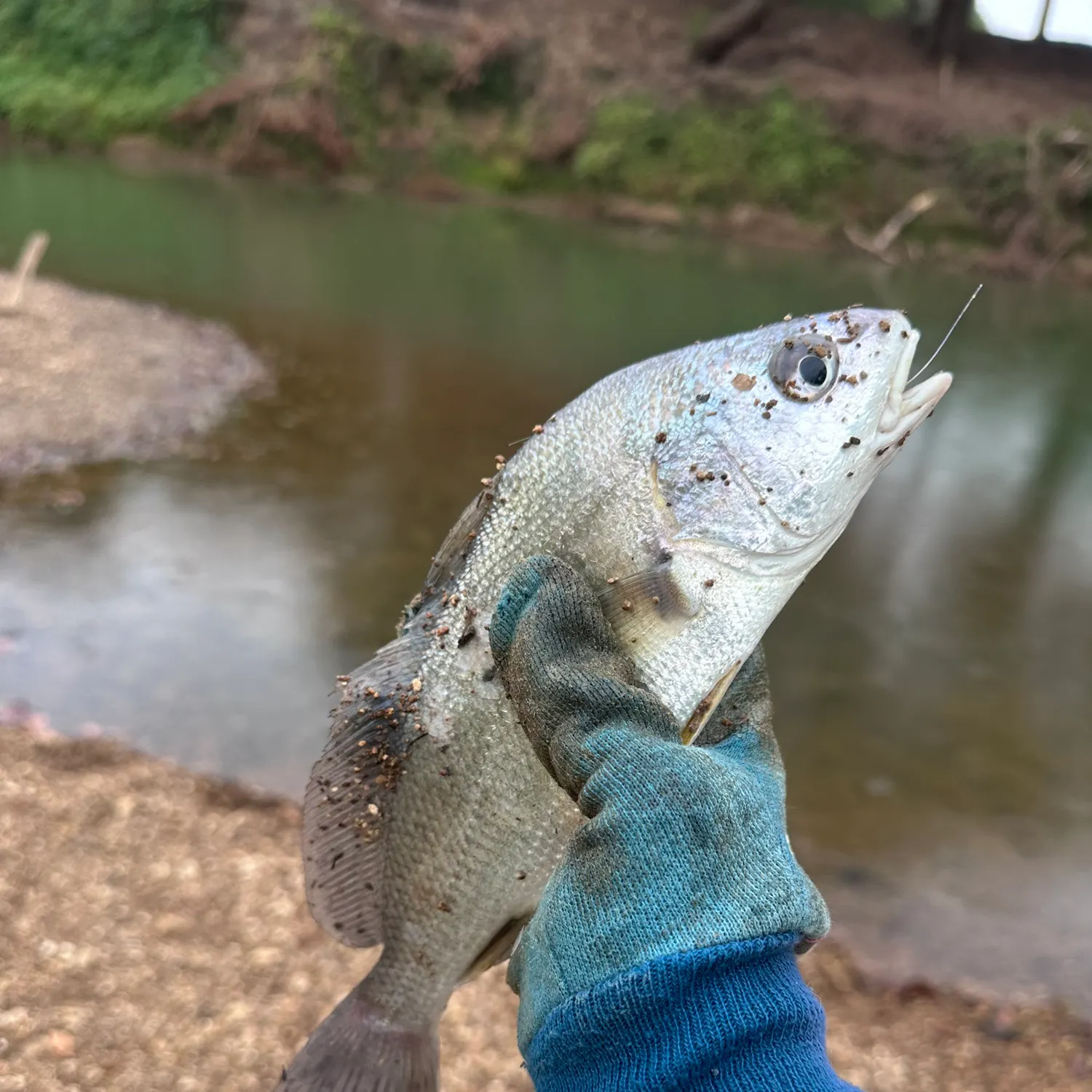 Freshwater drum caught on Fishbrain