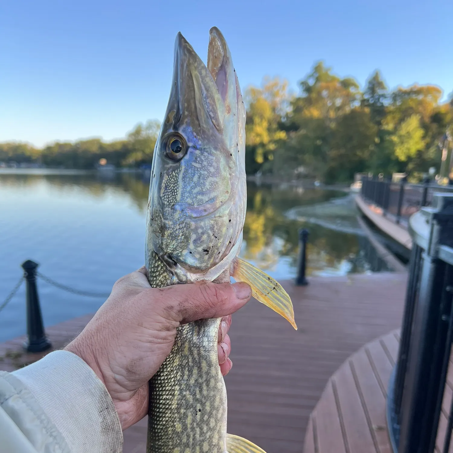 Northern pike caught on Fishbrain