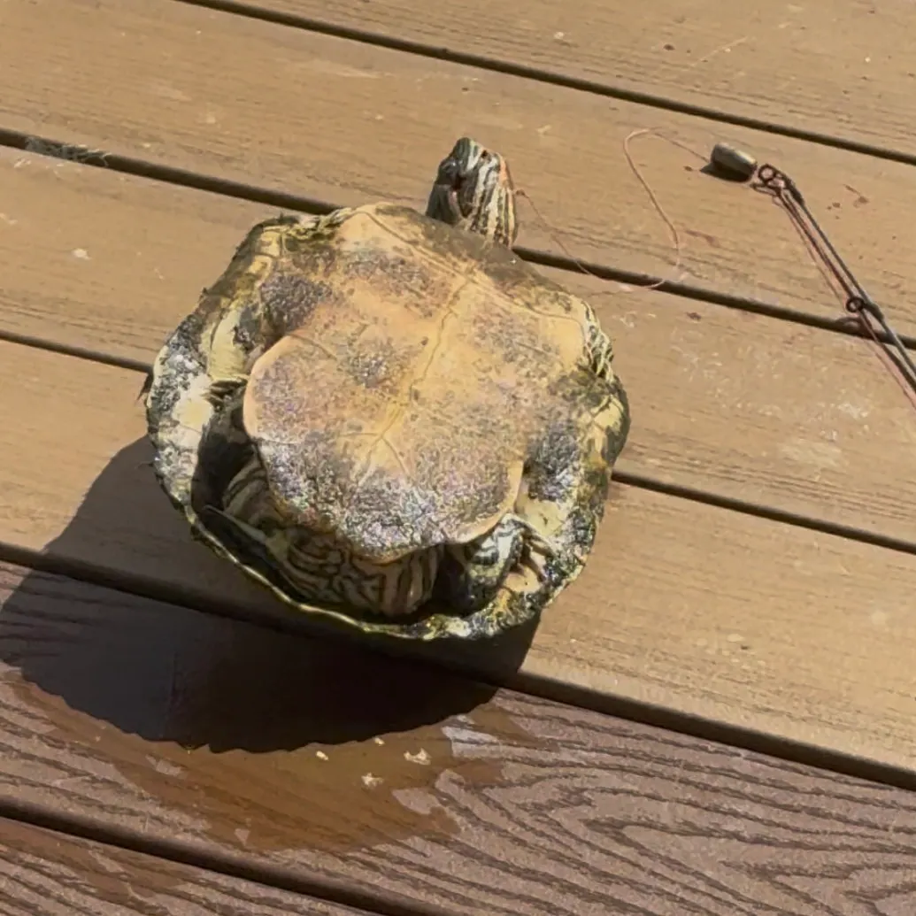 The most recent Pond slider turtle catches on Fishbrain