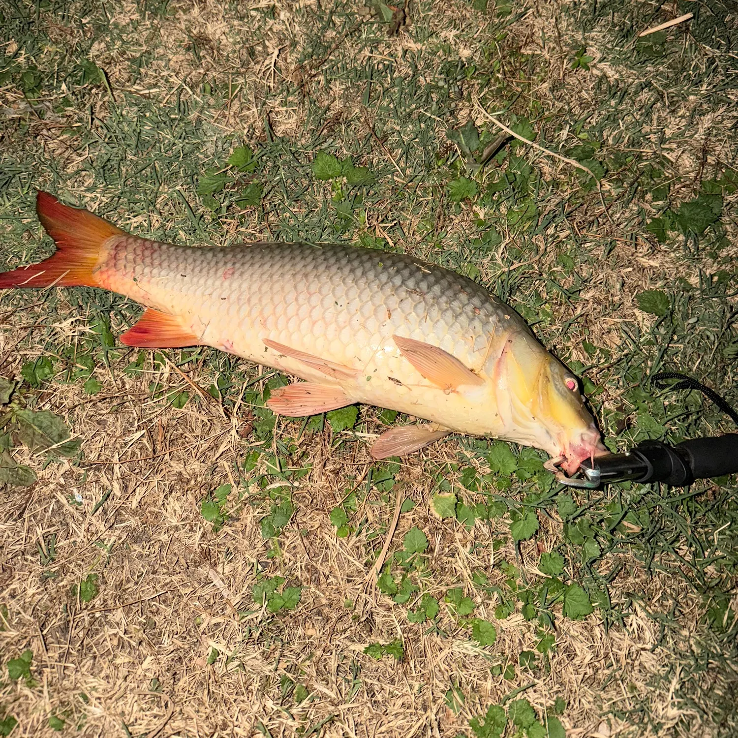Common carp caught on Fishbrain