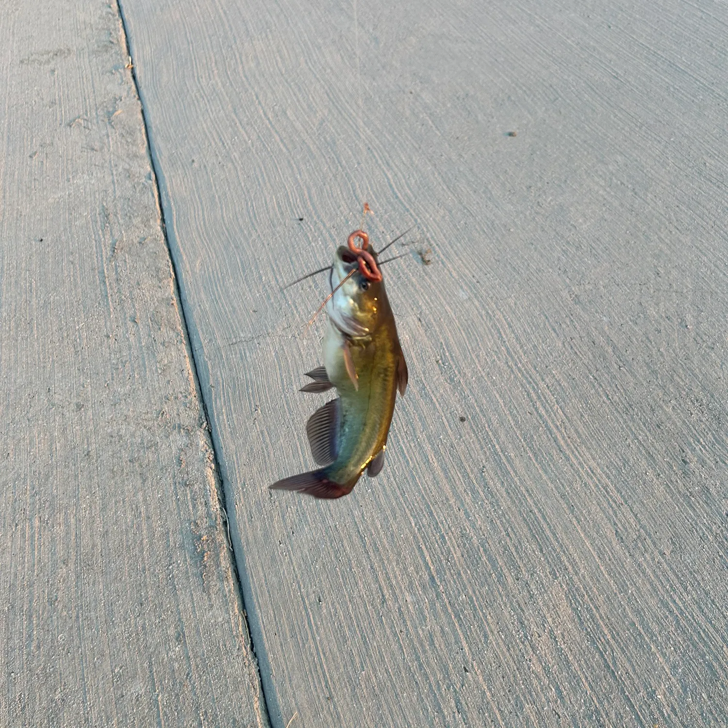 Channel catfish caught on Fishbrain