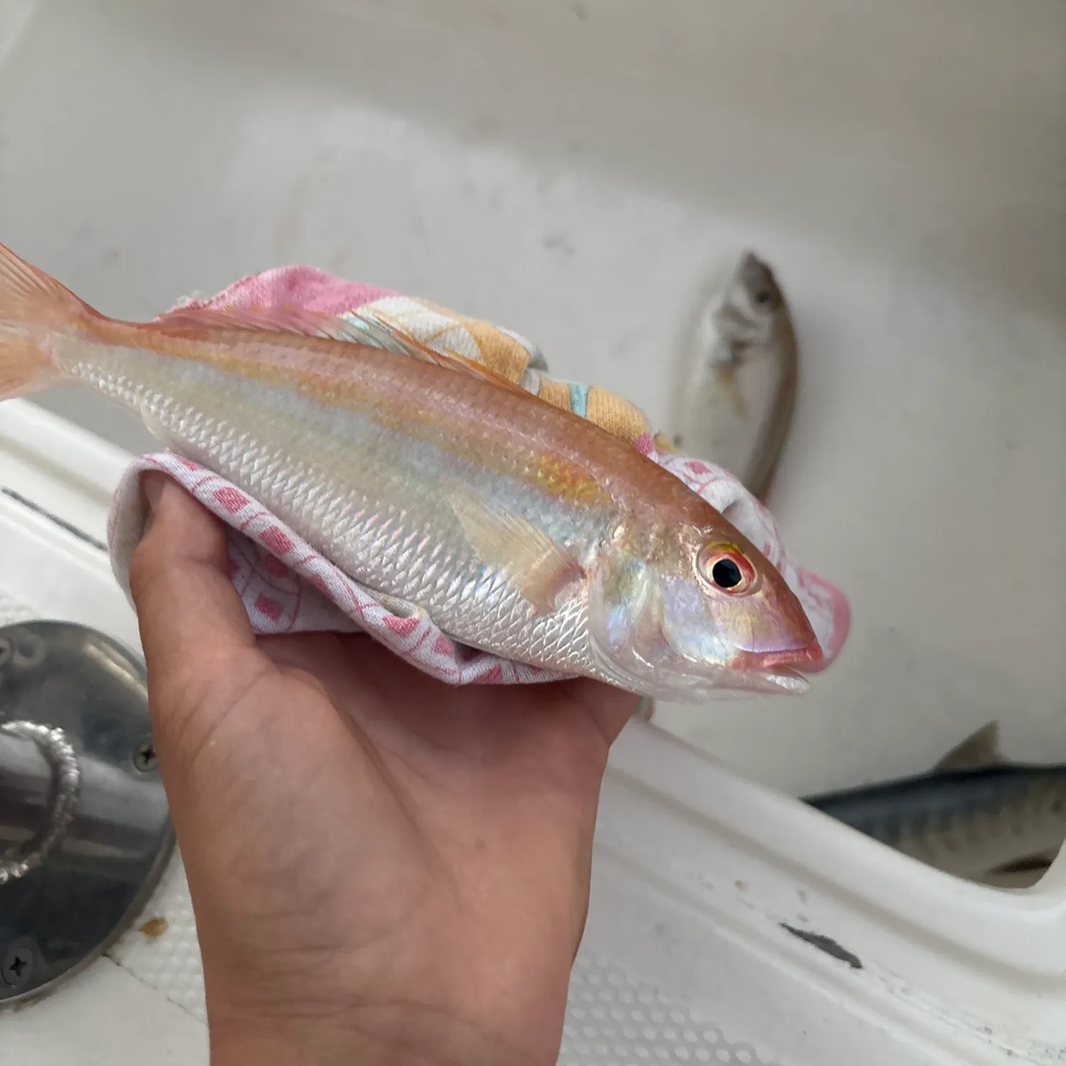 The most recent Striped red mullet catches on Fishbrain