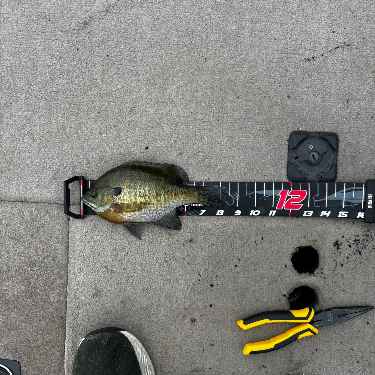 recently logged catches